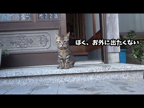 子猫が怯えて外へ出なくなりました(YouTube)