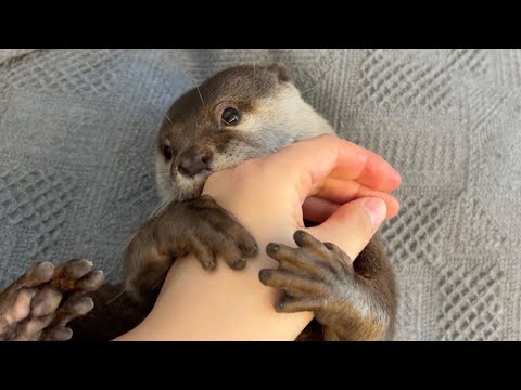 突然ドタバタと大運動会が始まってしまうカワウソのいる家 笑 Otter suddenly starts having a big athletic meet lol(YouTube)