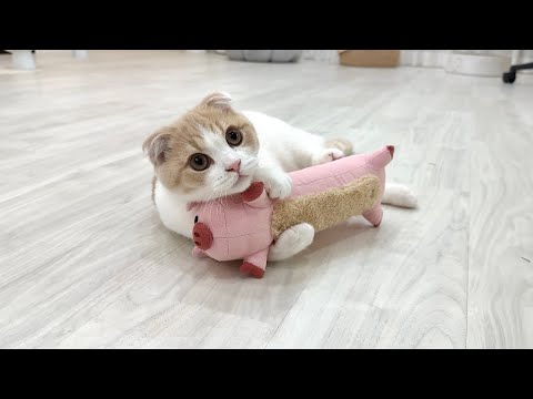 子猫に初めての友達を連れてきたら出会って3秒でこうなりましたwww(YouTube)