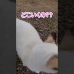 置いていかにゃいで〜！！#shorts(YouTube)
