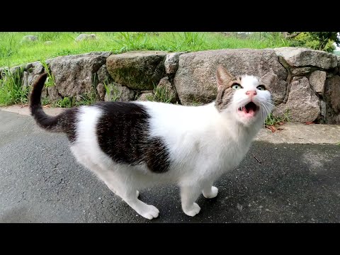 人懐っこいキジシロ猫が甘えた声で「ナデナデして～」と要求してきた(YouTube)