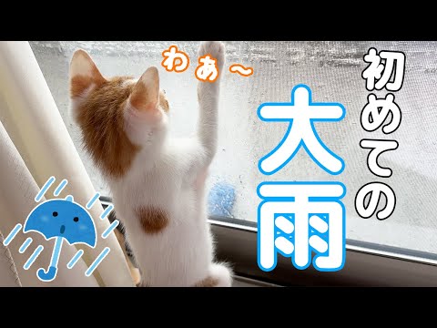 初めての大雨に大興奮な子猫！(YouTube)