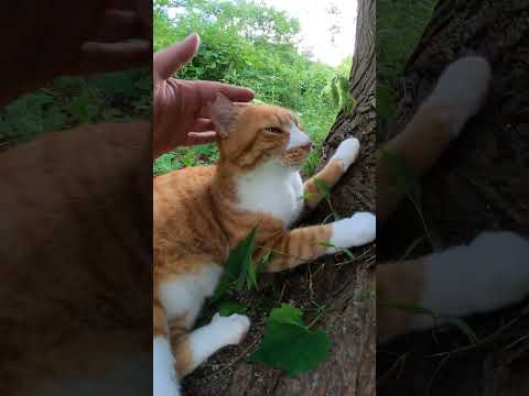 大きな木の下でモフられに来た茶シロ猫 #猫 #野良猫 #野郎が撮った猫動画(YouTube)