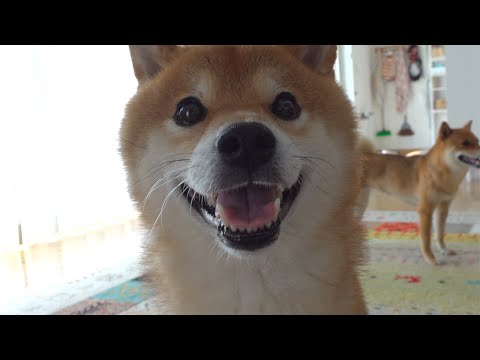 子猫の姿が消えた！その時柴犬の親分は尊い動きを見せました。(YouTube)