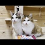 リベンジに燃えるお母さんの心を虚しくさせる猫(YouTube)