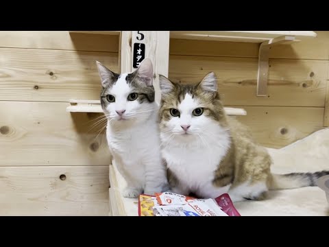 リベンジに燃えるお母さんの心を虚しくさせる猫(YouTube)
