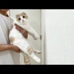 手で壁を押し返せる猫は賢いらしいのでやってみたらまさかのこうなったw(YouTube)