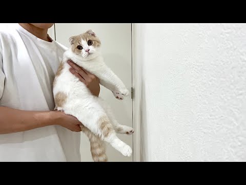 手で壁を押し返せる猫は賢いらしいのでやってみたらまさかのこうなったw(YouTube)