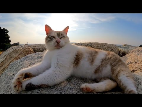 海辺に住む猫の防波堤パトロールに付いていってみた(YouTube)