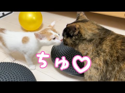 あっさりと鼻チューが出来るようになった子猫と先住猫(YouTube)