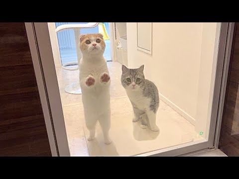長風呂してるとガラス越しに圧をかけてくる猫たちが可愛すぎましたw(YouTube)