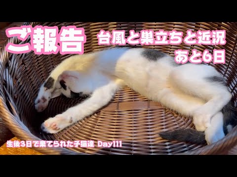 ご報告 台風と巣立ちと近況と 生後3日で棄てられた子猫達Day111 あと6日(YouTube)