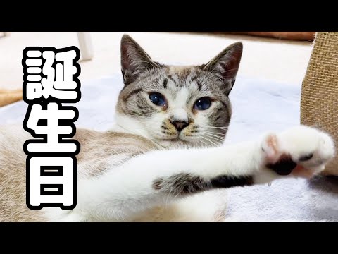 3年前に過酷な状態で運命的な出会いをしたお姫様猫の誕生日！(YouTube)