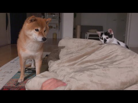 明日手術へ‥子猫と寝たい飼い主に全面協力する柴犬が可愛すぎた。。(YouTube)