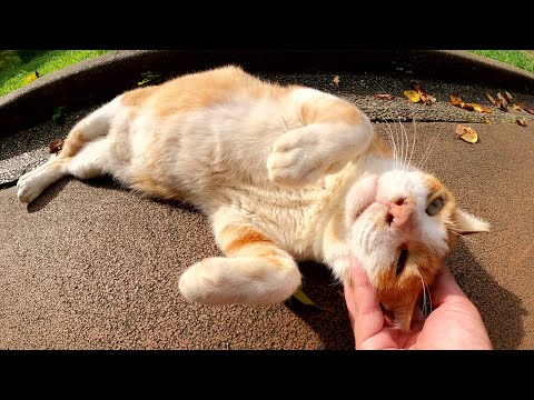 おじいちゃん茶シロ猫が人間にモフられて喉をゴロゴロと鳴らす(YouTube)