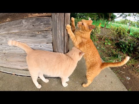 クリーム猫が大好きな茶トラ猫に「構ってよ～」とちょっかいをかける(YouTube)