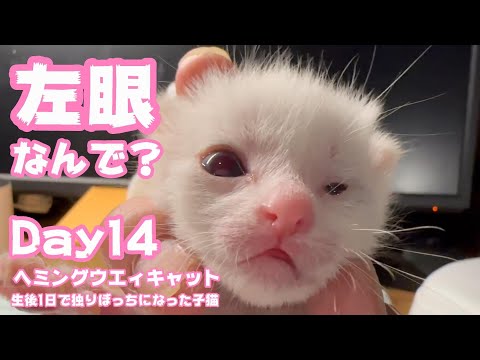 左眼がなんで開かないの？生後1日で独りぼっちになった子猫 Day14 ヘミングウエィキャットだよ 2023 08 31-2(YouTube)