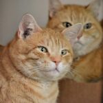 洋菓子店の入口で思いっきりくつろぐ茶トラ猫さん、お店の中には入って来ないその理由とは？店主さんに聞いてみた(ブログ)
