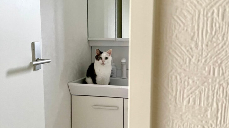 【待ってましたニャ】毎朝、洗面台で待機している猫ちゃんの姿が可愛すぎる→飼い主さんが起きてくるのを待つ意外な理由とは？(ブログ)