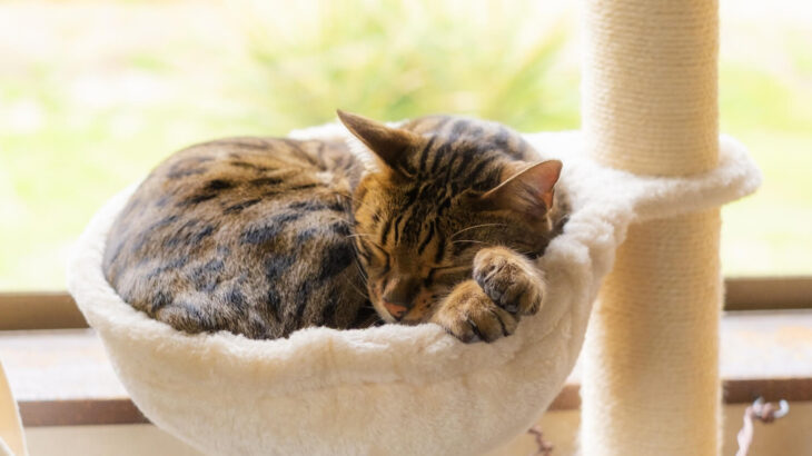 【これは曲がりすぎ】斜めになったハンモックから落ちない猫のバランス力が凄すぎる→飼い主さんが語った急傾斜の理由とは？(ブログ)