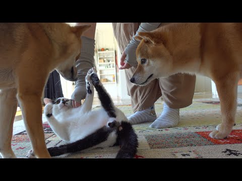 子猫が抜糸へ！すると柴犬は飼い主の一言で全てを察しました。(YouTube)