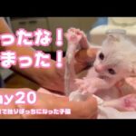2023 09 06 1 固まって困ったしまった子猫はどうするか 生後1日で独りぼっちになった子猫 Day20(YouTube)
