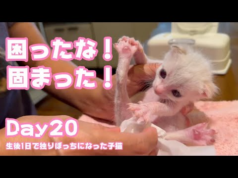 2023 09 06 1 固まって困ったしまった子猫はどうするか 生後1日で独りぼっちになった子猫 Day20(YouTube)