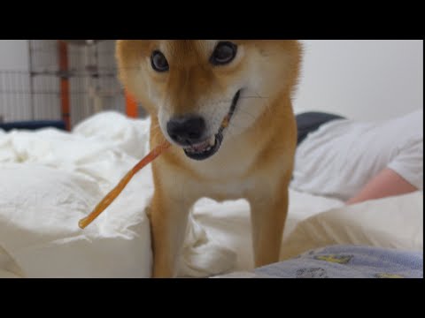 柴犬ハチに48時間ぶりに好物渡したら犬語でぶつぶつ文句言われました…(YouTube)