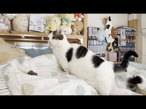 なかなか起きてこない娘の上に乗って起こす猫(YouTube)