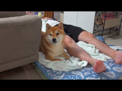 柴犬ハチと急遽実家へ！しかし深夜飼い主は大きなミスに気付きました…(YouTube)