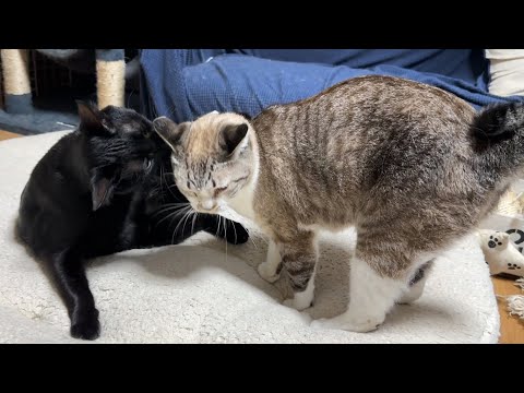 全身を使って遊んで欲しいとアピールする黒猫ちゃん笑(YouTube)