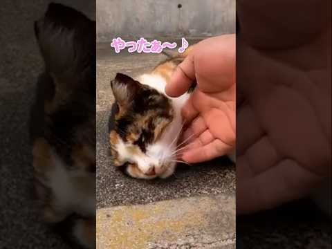 自分の可愛さを自覚している猫がやっぱりかわいいすきる#shorts(YouTube)