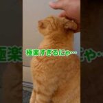 撫でられて幸せそうな猫かわいい #shorts(YouTube)