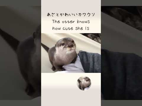 超かわいい！あざとい甘え方  Super cute otter(YouTube)