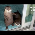 一週間ぶりの帰宅を大喜びで出迎えてくれるカワウソ　Otters Jump with Joy Welcoming Dad Home from Trip(YouTube)