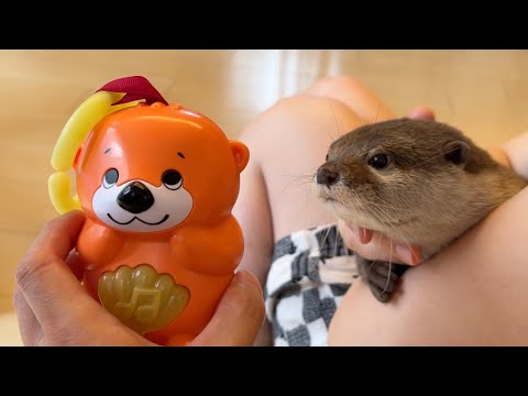 カワウソとラッコの夢の共演！？ラッコが悲惨なことに… Otter and sea otter dream together! sea otter are miserable…(YouTube)