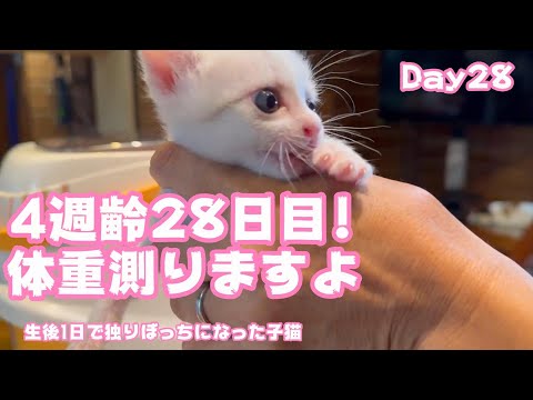 4週齢28日目 体重どんだけ増えたかな 生後1日で独りぼっちになった子猫 Day28 【2023 09 13-2】(YouTube)