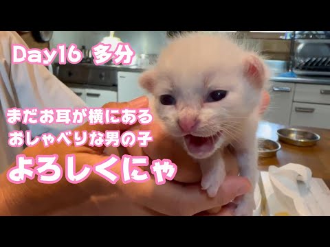 まだお耳が横にあるけどお喋りな男の子です よろしくにゃ～ 多分Day16笑【2023 09 18-2】(YouTube)