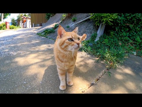 猫島で出会った猫がかわい過ぎる(YouTube)