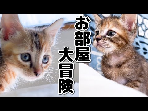 子猫たちが初めてお部屋を出て家の中を大冒険をするとこうなりました！(YouTube)