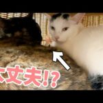 子猫が先住猫に潰されてます…！！(YouTube)