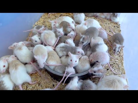 大繁殖したヤワゲにぶっ壊されました(YouTube)