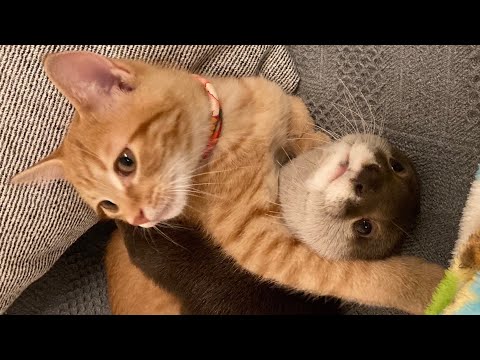 カワウソと猫の癖が強い寝てるシーン集① A collection of scenes of otters and cats habitually sleeping (1)(YouTube)