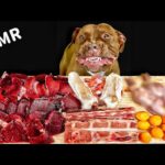 【犬のASMR】骨付き肉を食べるピットブルの咀嚼音!!ダギー編(YouTube)