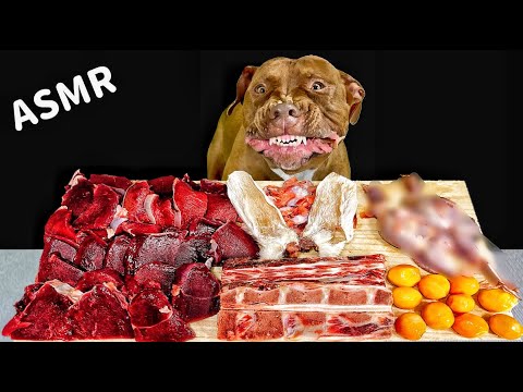 【犬のASMR】骨付き肉を食べるピットブルの咀嚼音!!ダギー編(YouTube)
