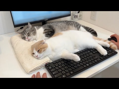 仕事が終わらなくて待ちくたびれちゃった猫たちがついにこうなっちゃいました笑(YouTube)