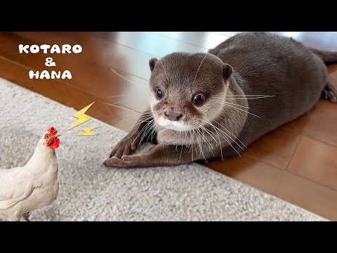 カワウソにいろんな動物の鳴き声を聞かせたら意外な反応が　Otters Adorable Reaction to Animal Sounds(YouTube)