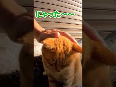 撫でてほしくて隣に来た猫#shorts(YouTube)