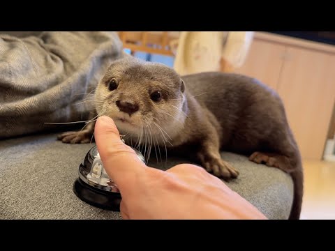 ベルを押すとジャーキーが出るシステムにカワウソにはどうするか！？ Press the bell to get jerky! What about the otter?(YouTube)