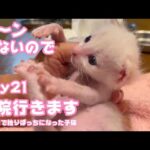 2023 09 07 1 う～ン出ないから病院へ行きます ランちゃんも元気ないので一緒に 生後1日で独りぼっちになった子猫 day21(YouTube)